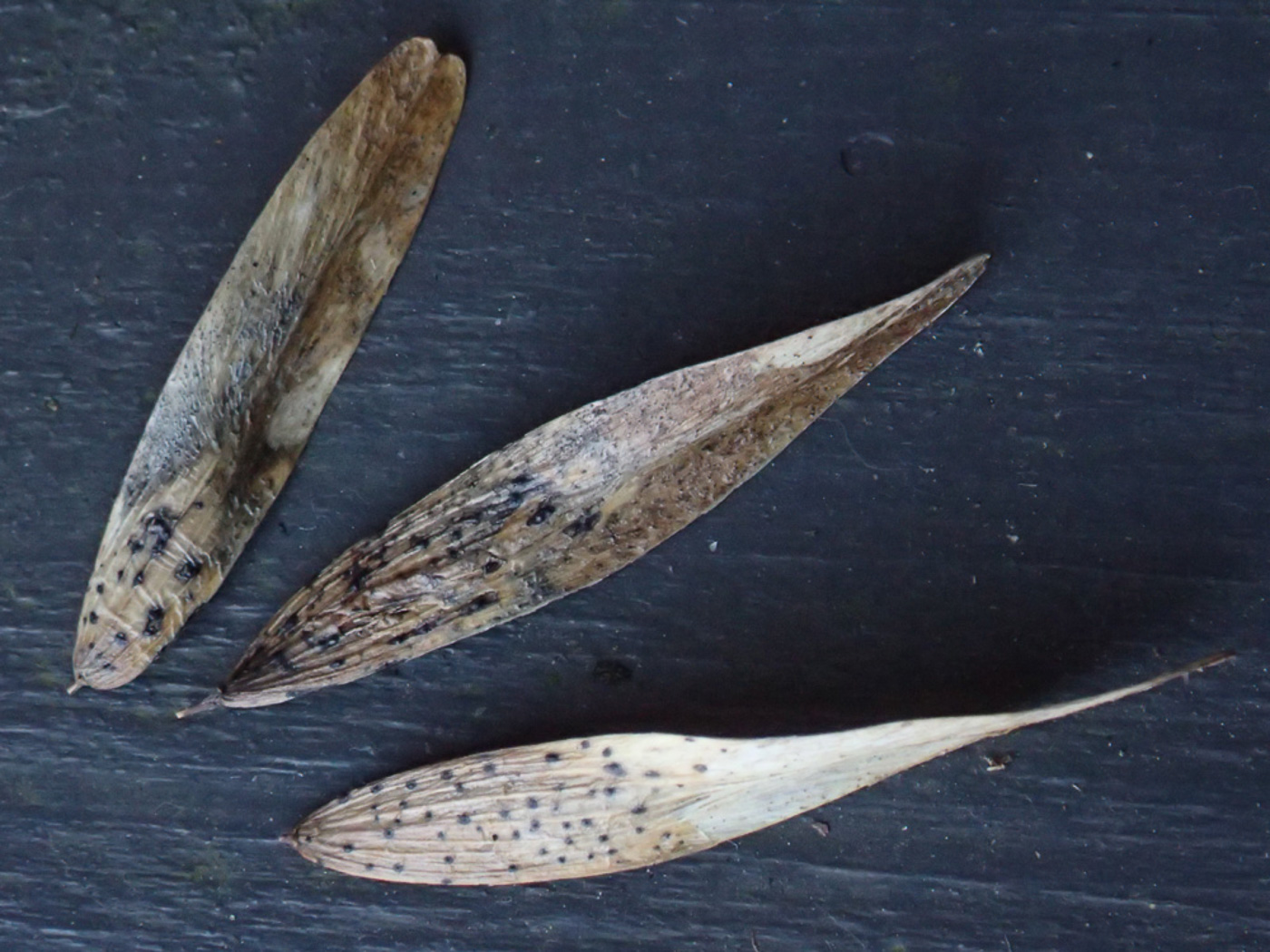 Photo © Penny Cullington Diaporthe samaricolaby Penny Cullington